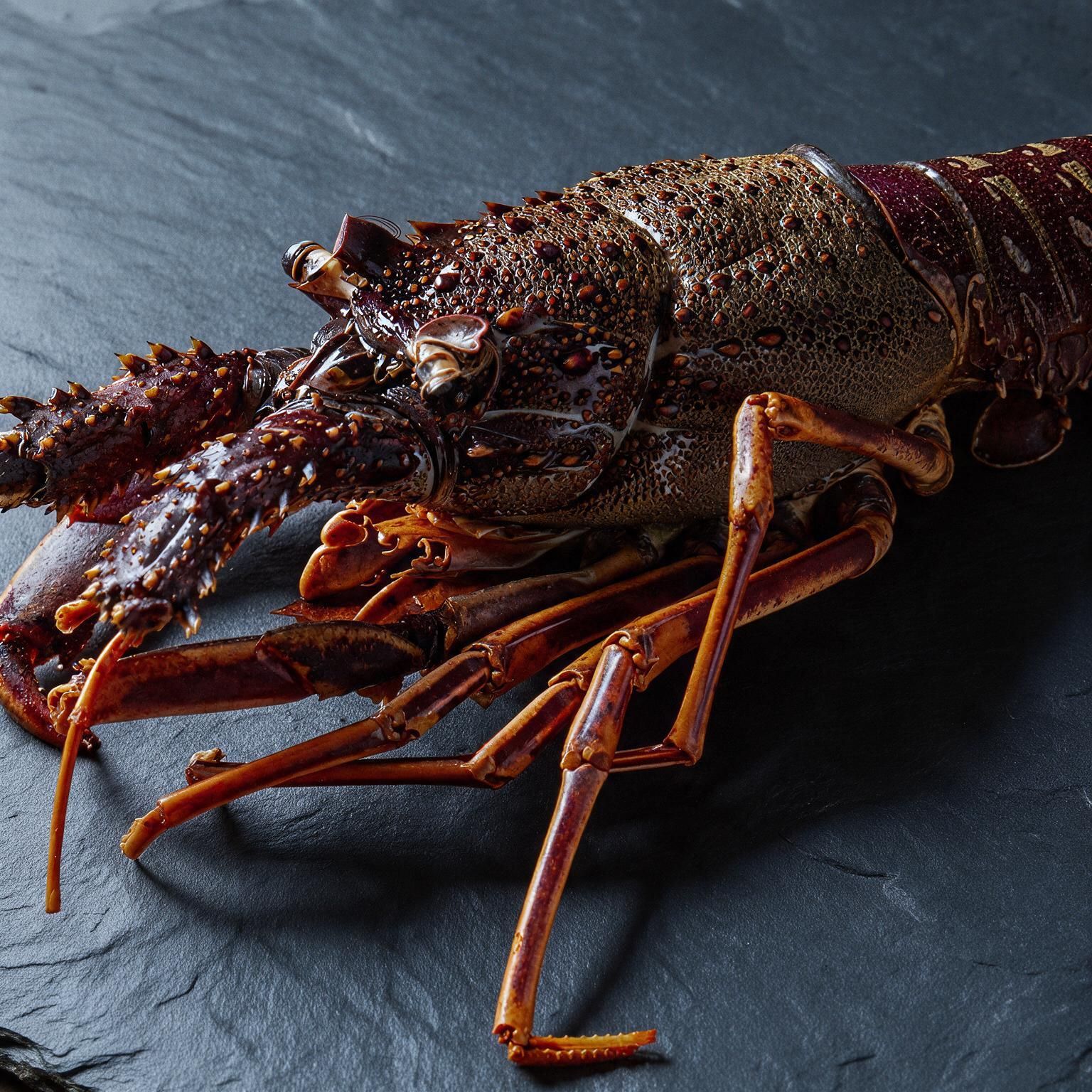 Aragosta — Sepfood Premium Selection